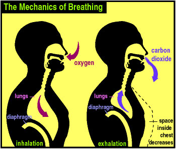 Human Breathing Mechanics