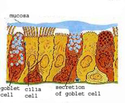 Fig 11(b): cross section of respiratory epithelium (drawing).