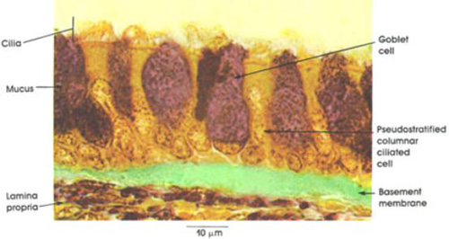 Fig 12: cross section of pseudostratified respiratory epithelium (under microscope).