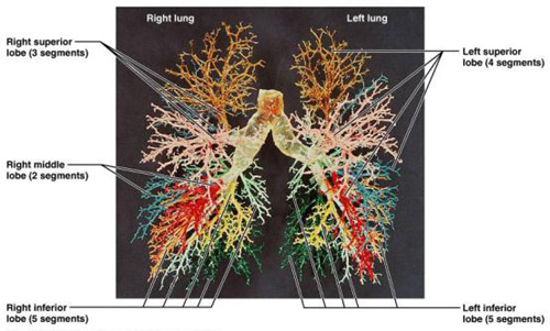 Fig 26: Bronchiole tree in lungs.