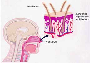 Fig 36: Vestibule tissue with vibrissae.